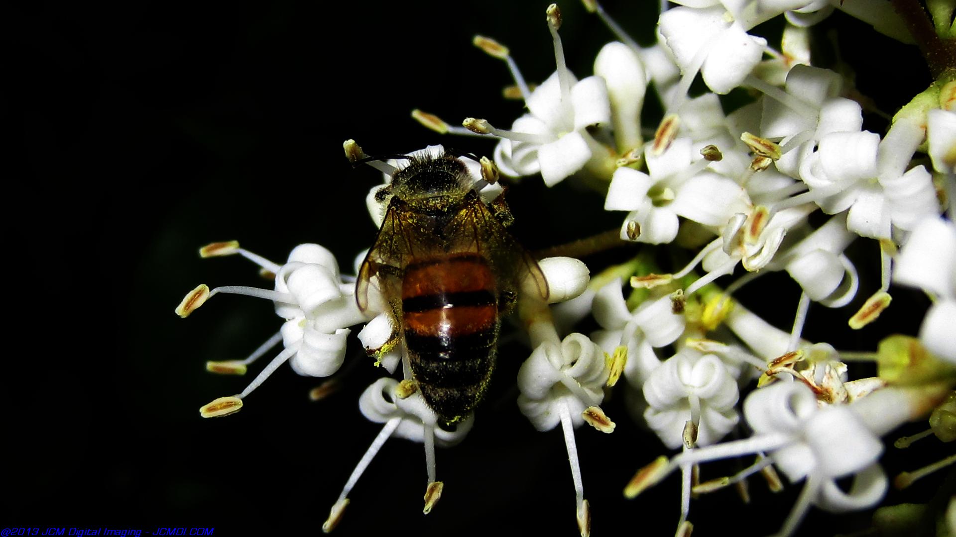 Honeybees on white flowers 